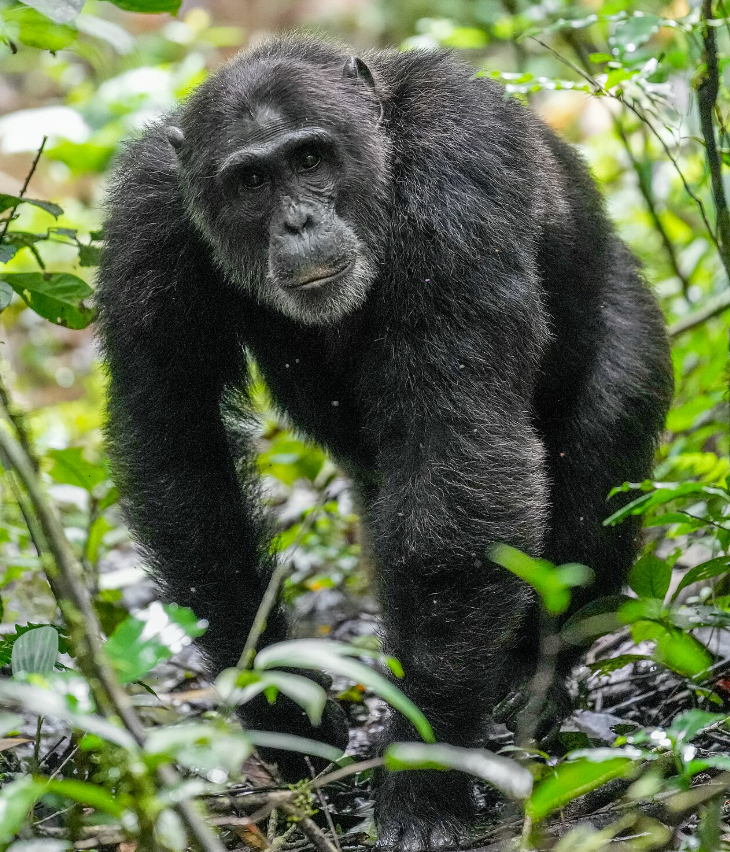 chimpanzee trekking