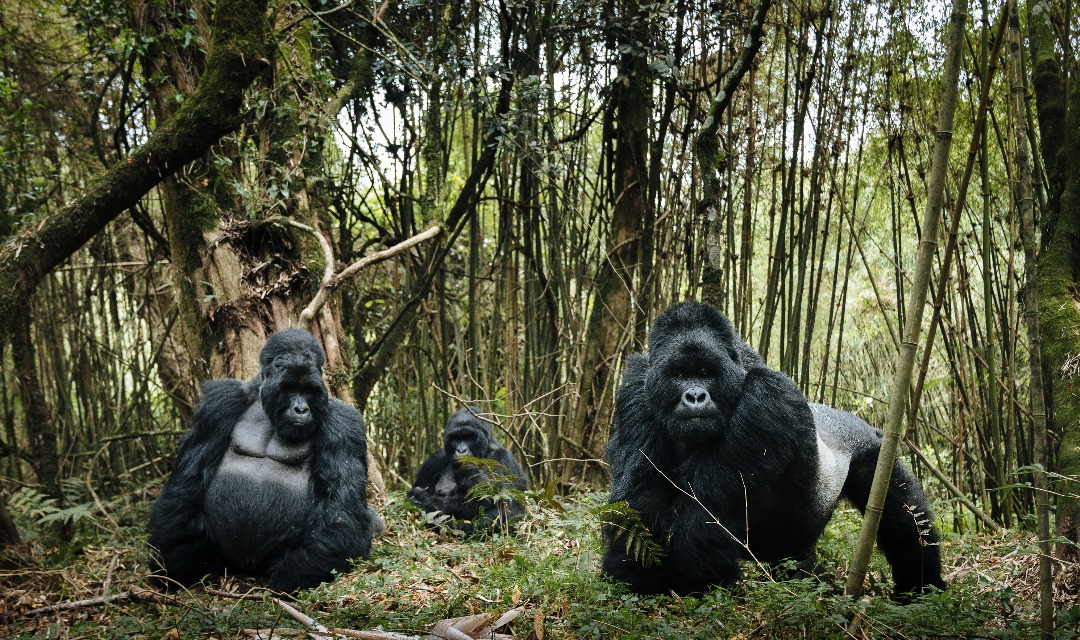 Mountain gorillas in Bwindi Impenetrable National Park, Uganda.