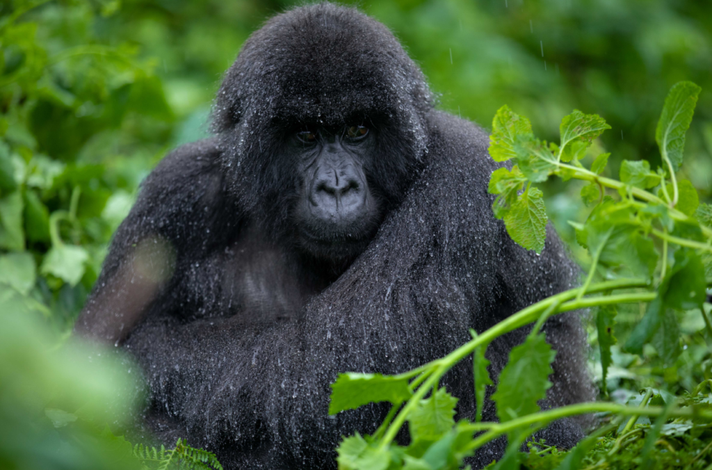 Gorilla trekking